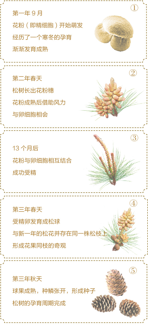 何须百草园但求松花粉